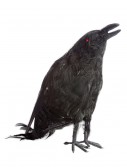 Talking Raven Prop, halloween costume (Talking Raven Prop)