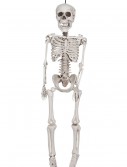 12 Inch Plastic Realistic Skeleton, halloween costume (12 Inch Plastic Realistic Skeleton)