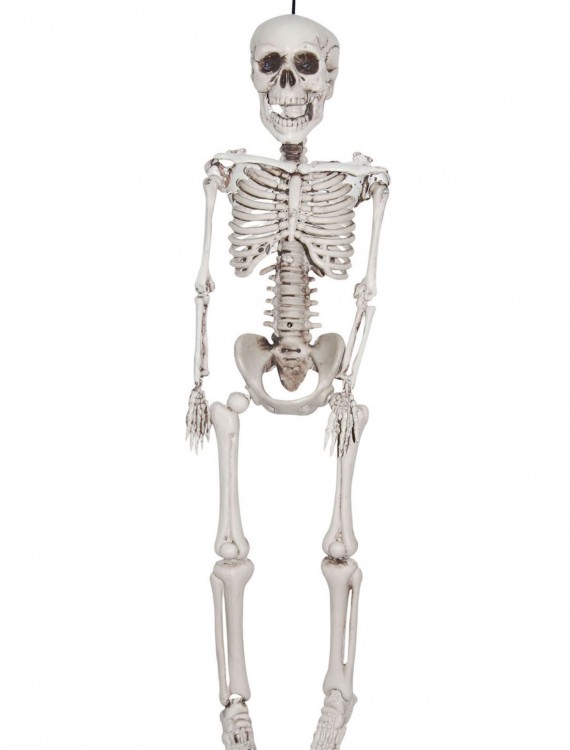 20 Inch Plastic Realistic Skeleton, halloween costume (20 Inch Plastic Realistic Skeleton)