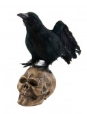 6" Crow Looking Up on Skull, halloween costume (6" Crow Looking Up on Skull)