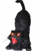 Animated Cat, halloween costume (Animated Cat)