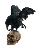 Crow Looking Down on Skull Decoration, halloween costume (Crow Looking Down on Skull Decoration)