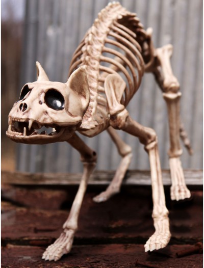 Skeleton Cat, halloween costume (Skeleton Cat)